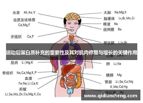 运动后蛋白质补充的重要性及其对肌肉修复与增长的关键作用